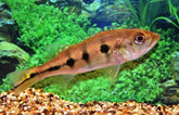 Cichla Ocellaris S
